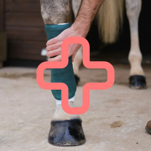 cat_equine_first_aid